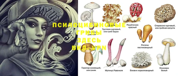 стаф Алзамай